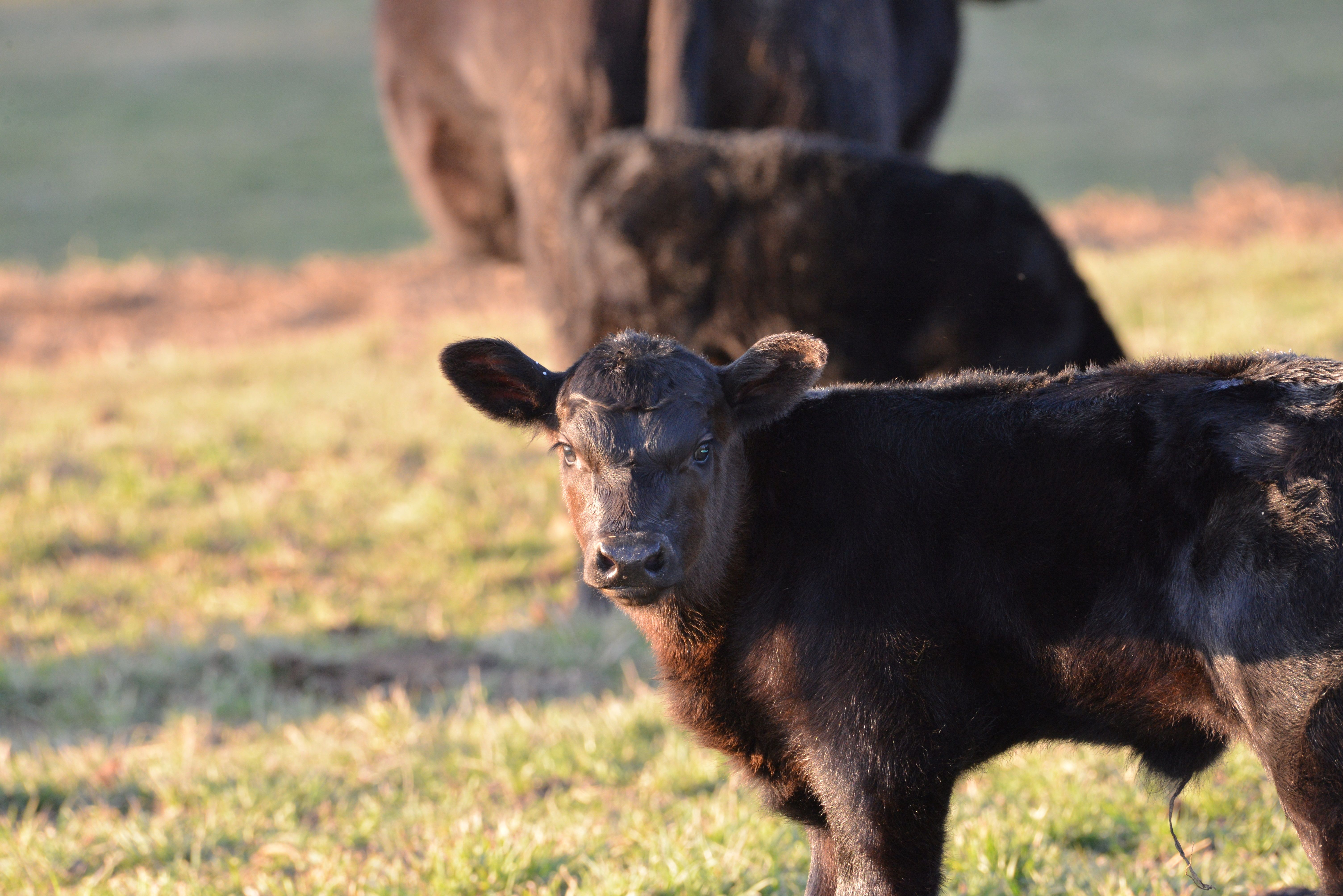 Farm Calf