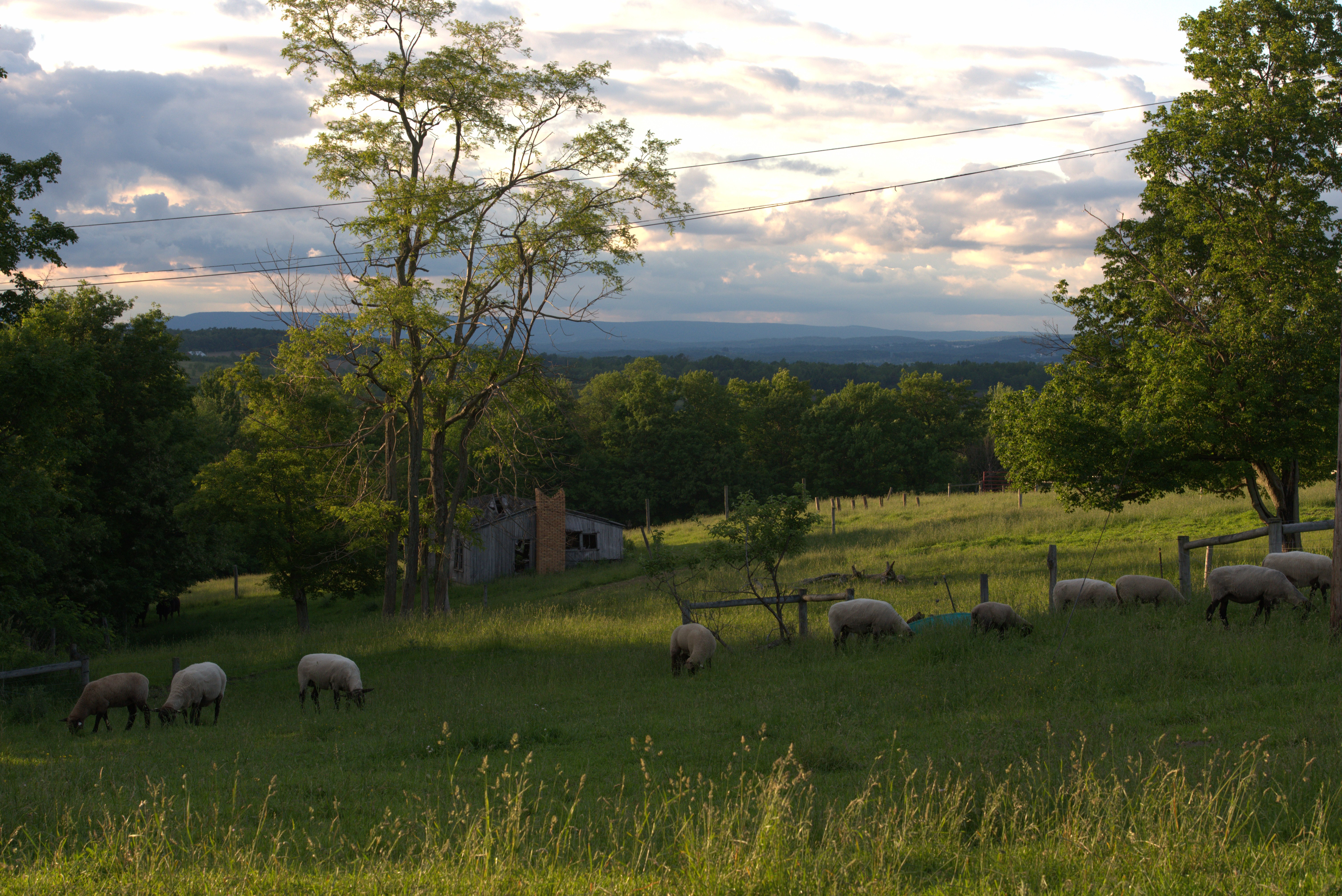 Lambs at pasture